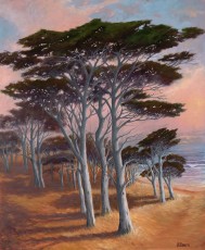 Monterey Cypress